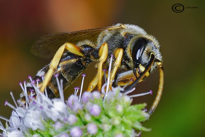 Maschio di Halictus, con buone probabilit H. scabiosae